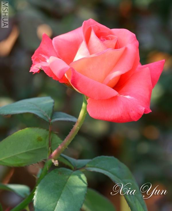 IMG_0067 ����.jpg