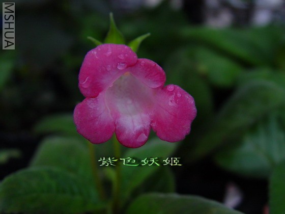 ��ͩ�����ƫɫ��07380-1_resize.jpg