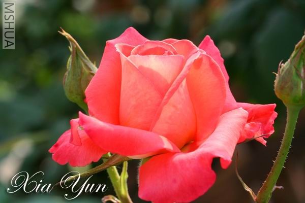 IMG_0081 ����.jpg