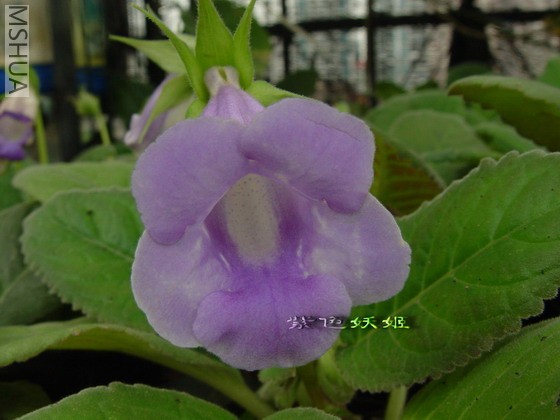 ��ͩ�����ϣ�07429-1_resize.jpg