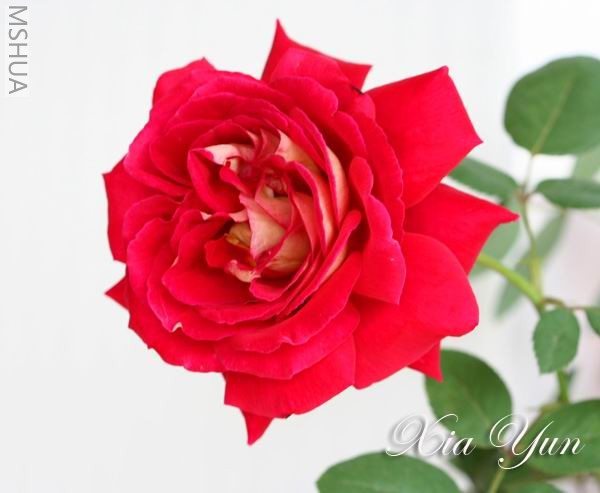 IMG_0088 ����.jpg