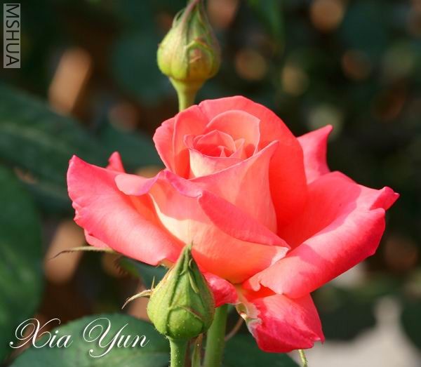 IMG_0068 ����.jpg