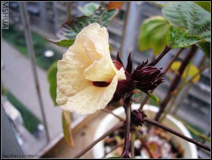 õ���� ��ɫʢ��-2006.11.12_nEO_IMG.jpg