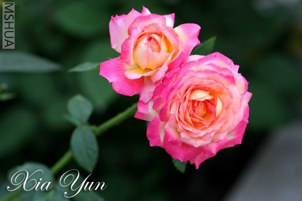 IMG_0169 ����a.jpg