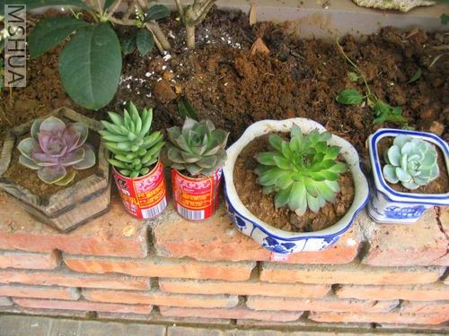 ����ֲ��