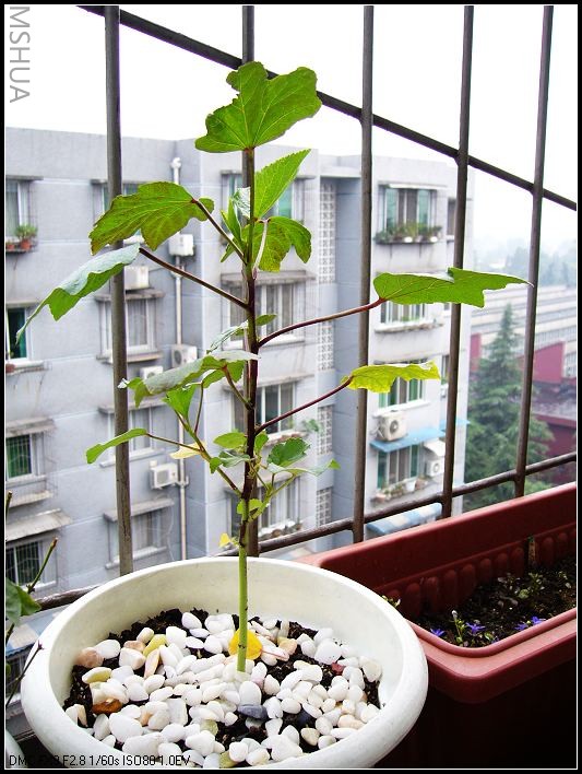 õ���� ����-2006.6.26_nEO_IMG.jpg