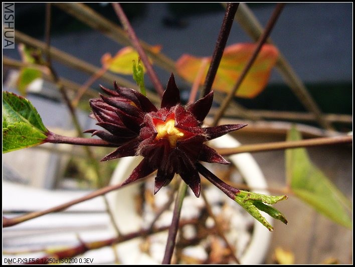 õ���� ��ɫ-2006.11.11_nEO_IMG.jpg