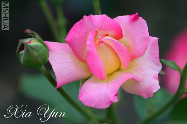 IMG_0013 ����a.jpg