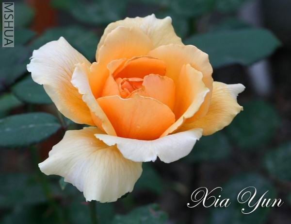 IMG_0014 ����a.jpg