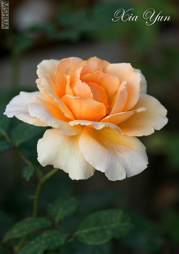 IMG_0089_1 ����a.jpg