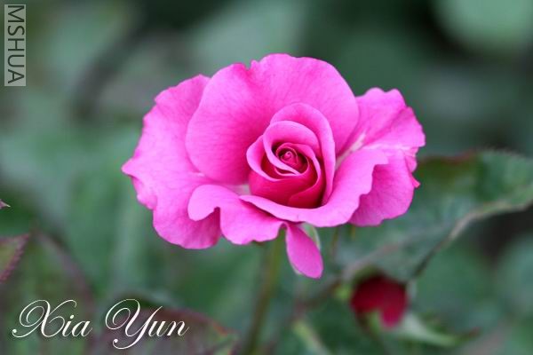 IMG_0019 ����A.jpg