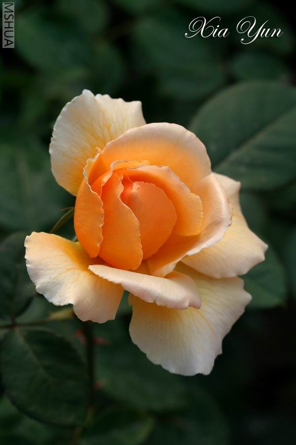 IMG_0099_1 ����a.jpg