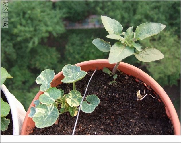 ������С ���46.jpg