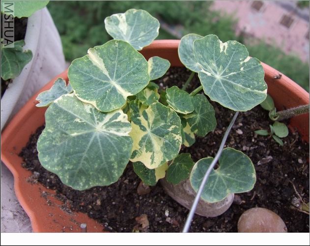 ������С ���50.jpg