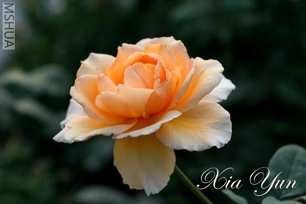 IMG_0095_1 ����a.jpg