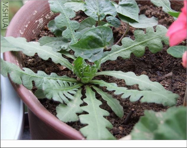 ������С ������36.jpg