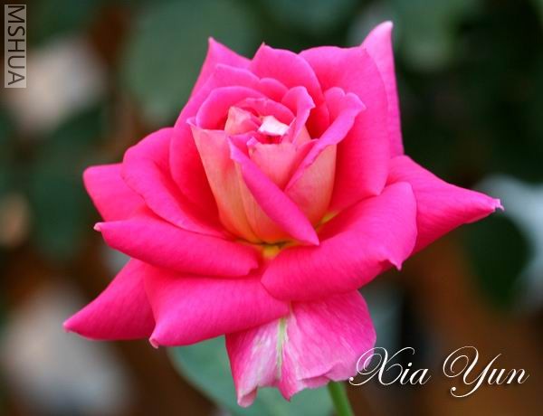 IMG_0112_1 ����s.jpg