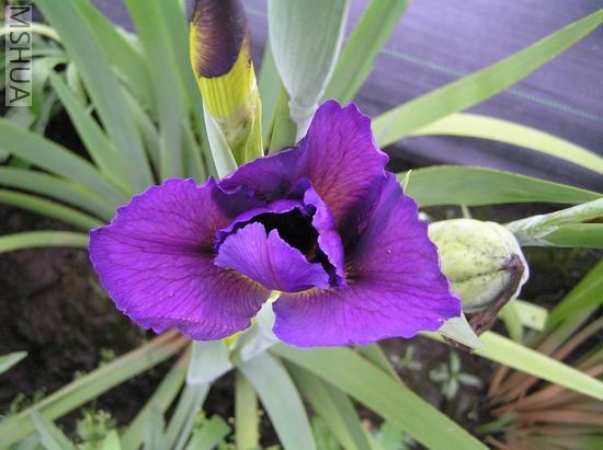 Black gamecock 1.JPG