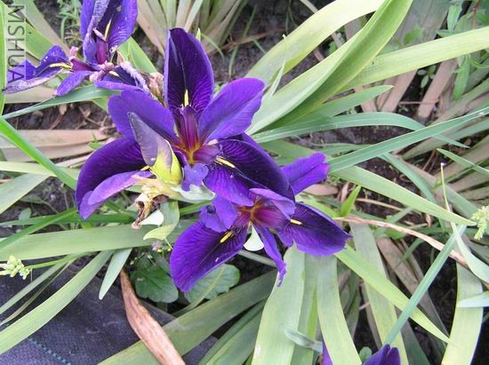 Black gamecock 3.JPG