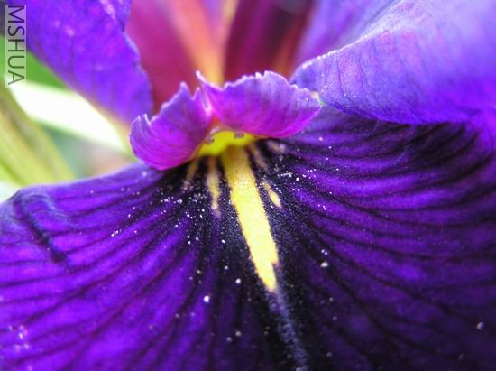 Black gamecock 4.JPG