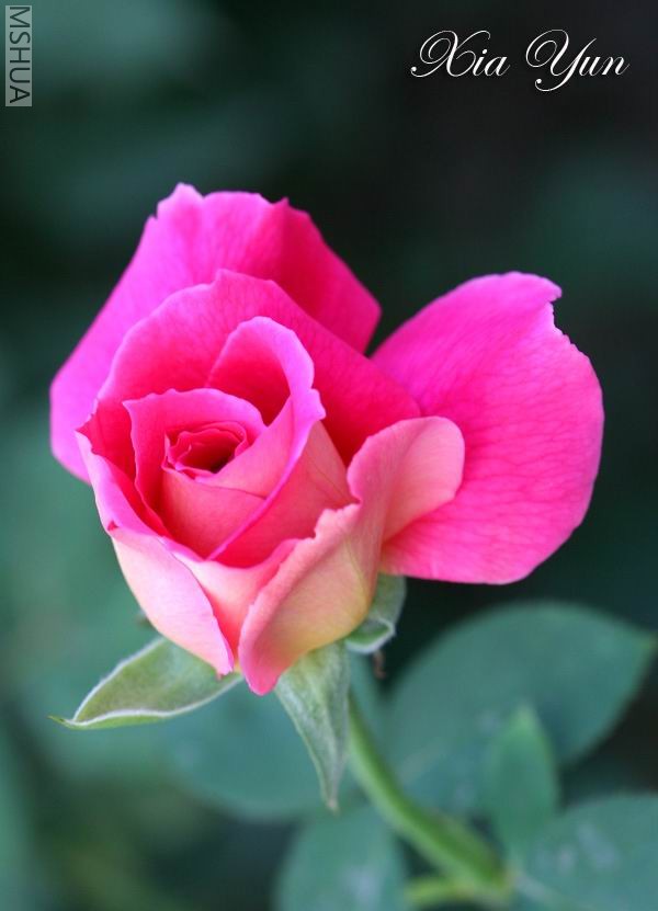 IMG_0113_1 ����s.jpg