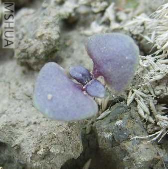 �����գ��ز��ˣ��ɰͰ͵�����������Ҫ��С��