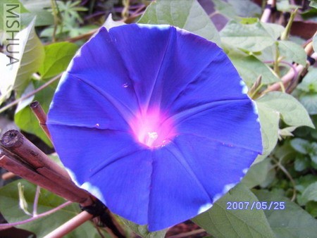 PICT0700.jpg