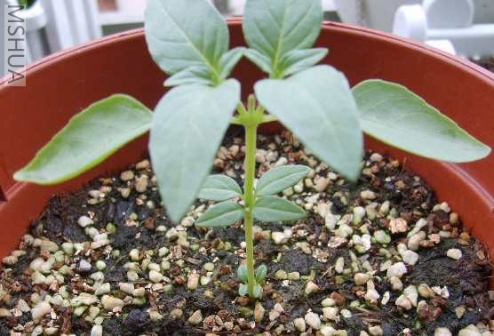 �������գ������������ˣ��ø�����ǰ��