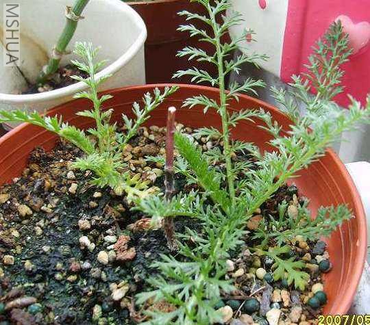 ��PP������...