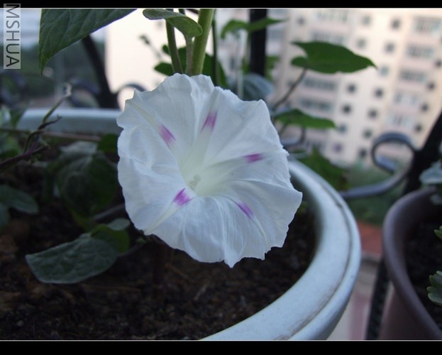 ������С DSCF0045.JPG