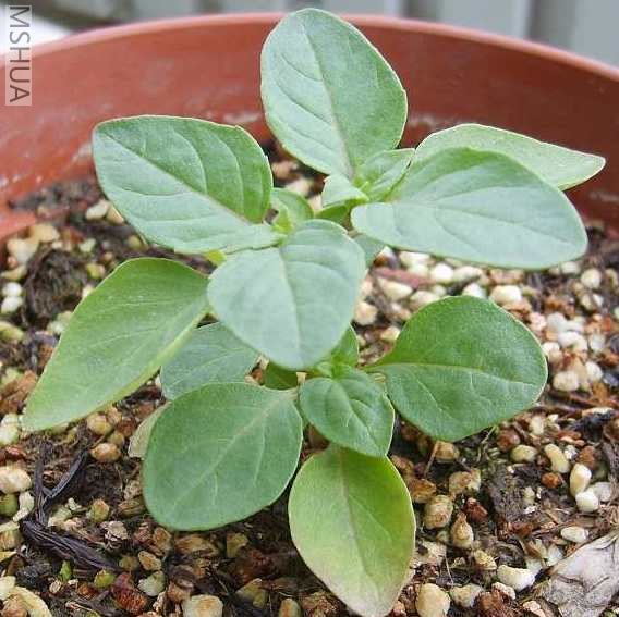 ħ��ʦ����