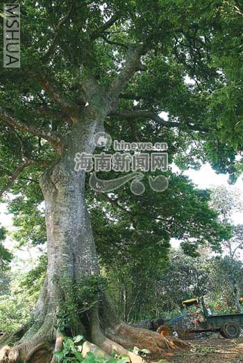 �����Ƭ��û�У�ֻ�ܽ����ˡ�