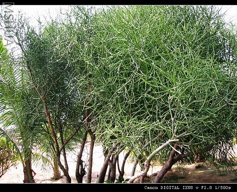 ���Ҳ���ں����ĵġ�