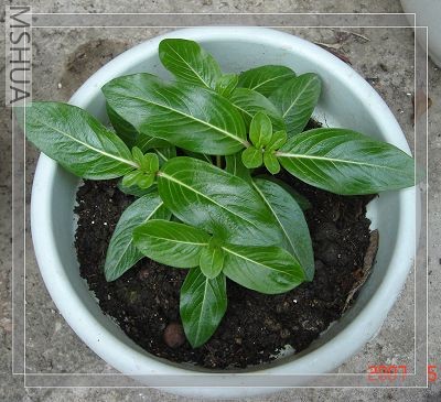 ���մ�Ҳ�Ŵ��٣��ٹ�һ�����ڸ��л����˰�