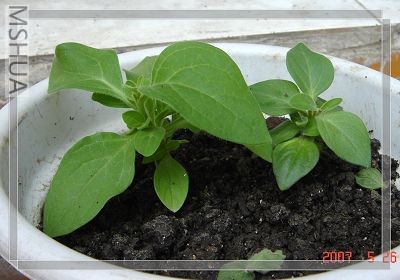 Ǥ����5��ѿ���ͻ��������ã���������ʲô��ɫ��