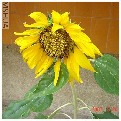 ����һ�����ڣ���ʼ˥����