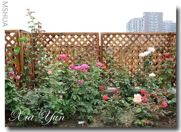 IMG_0394 ����a.jpg