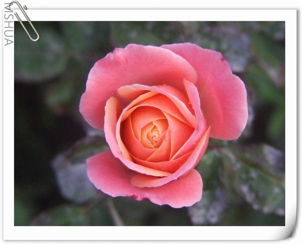 ������С D159.JPG