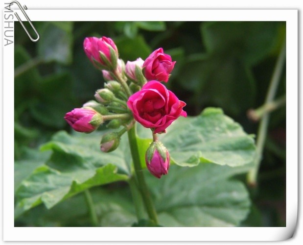 ������С D158.JPG