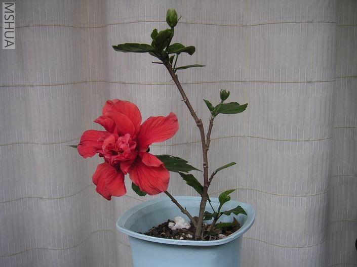 ������С ��ɣ��705171.jpg