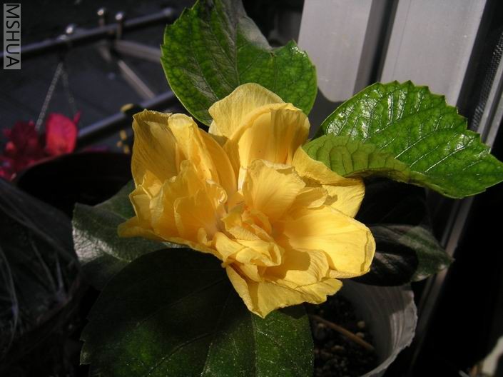 ������С ��ɣ��705252.jpg