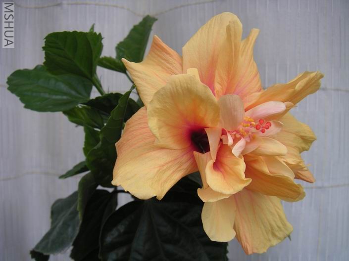 ������С ��ɣ��705072.jpg