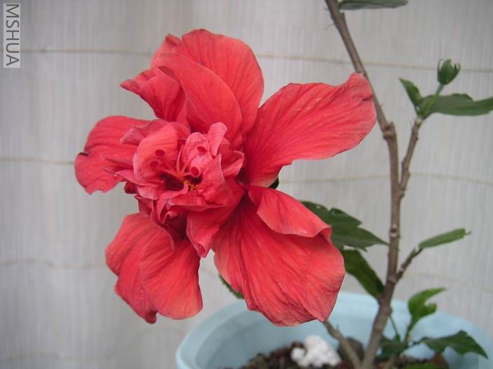 ������С ��ɣ��705172.jpg