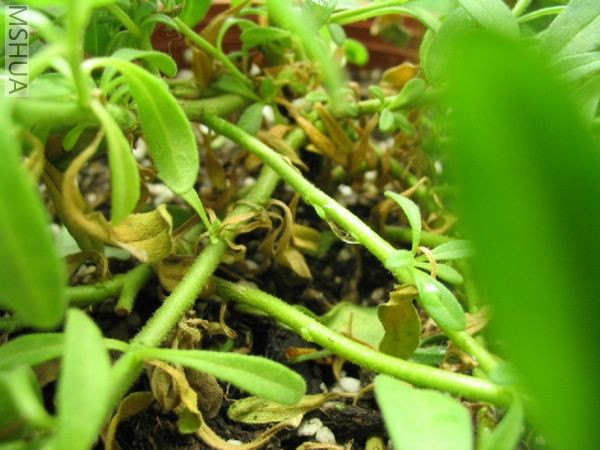 ���������в��ٻ�Ҷ��