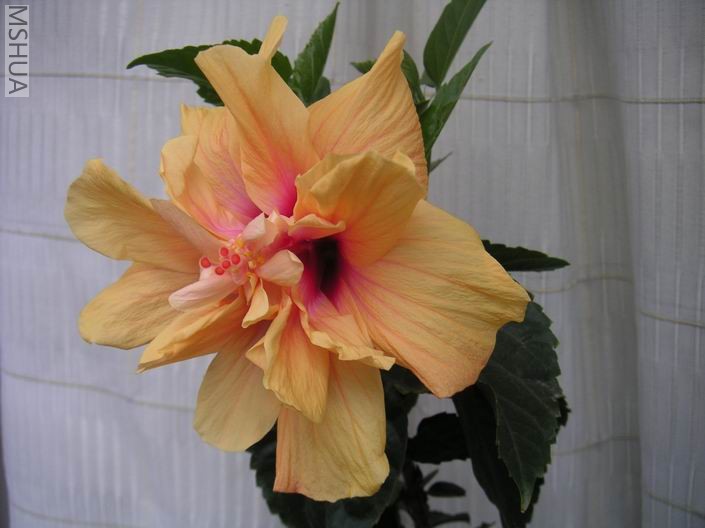 ������С ��ɣ��705071.jpg