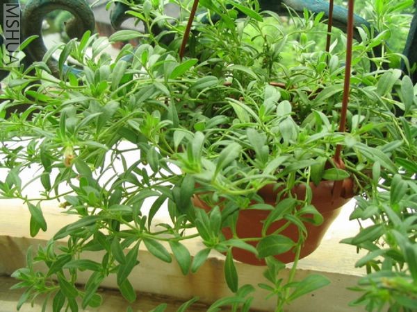 ���ڵ�����