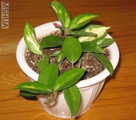 ����  ��Ҷ1.jpg