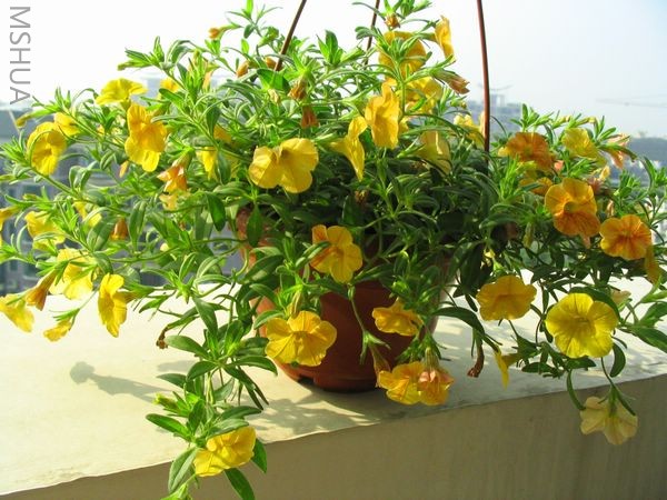 ԭ����ģ��