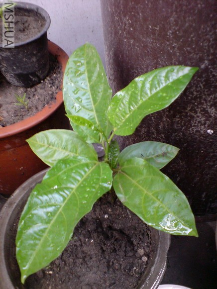 ������С��