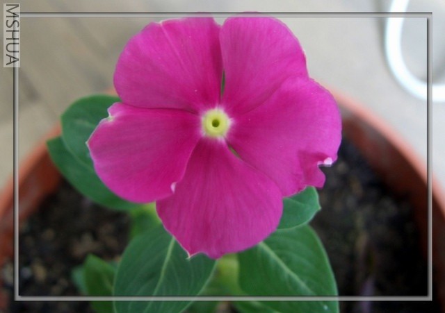 ������С DSCF0015.JPG